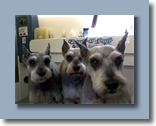 Tinkerbell, Bubba, Sparky